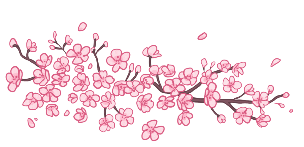 Cherry blossom illustration